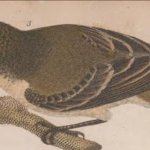 Acadian Flycatcher