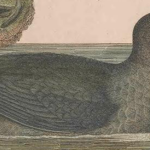 American Coot
