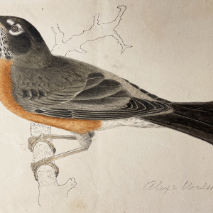 American Robin
