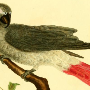 African Grey Parrot