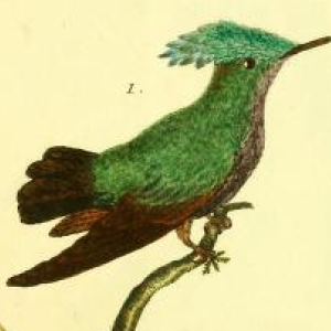 Antillean Crested Hummingbird