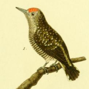 Arrowhead Piculet