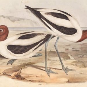 Avocet