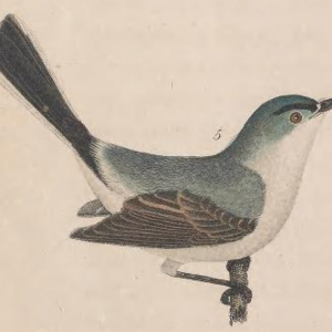 Blue-gray Gnatcatcher