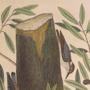 Brown-headed Nuthatch