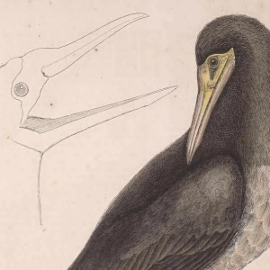 Brown Booby