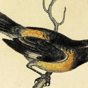 Bananaquit