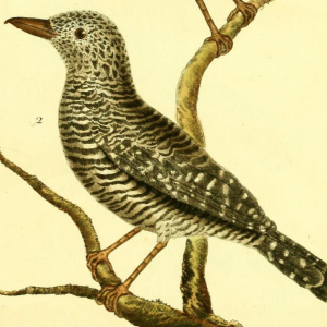 Barred Antshrike