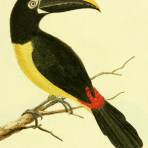 Black Necked Aracari