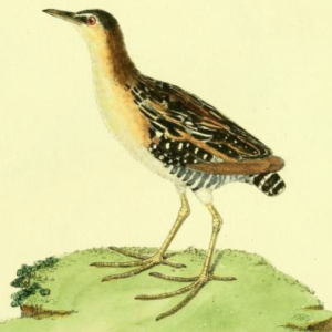 Black Rail