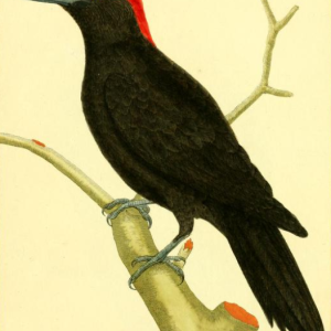 Black Woodpecker