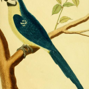 Blue And Yellow Macaw