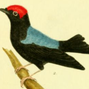 Blue Backed Manakin