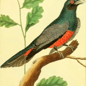 Blue Crowned Trogon