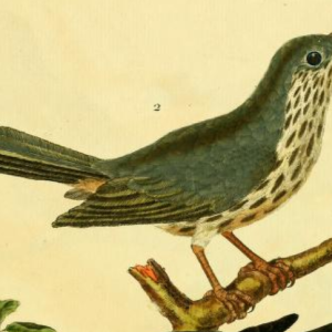 Blue Gray Tanager