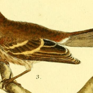 Bran Colored Flycatcher
