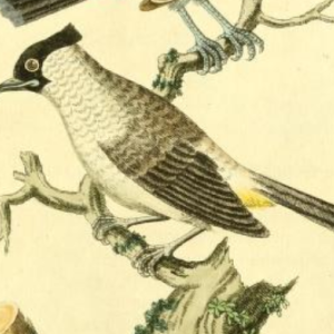 Bulbul