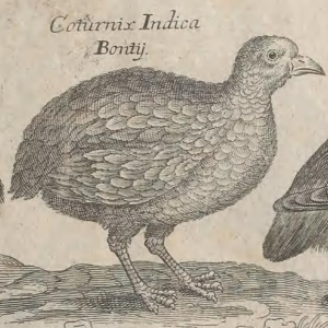 Buttonquail