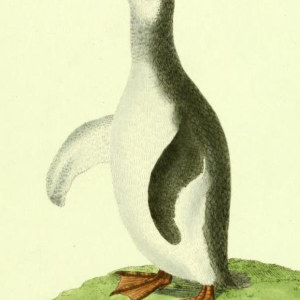 Cape Penguin