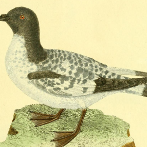 Cape Petrel