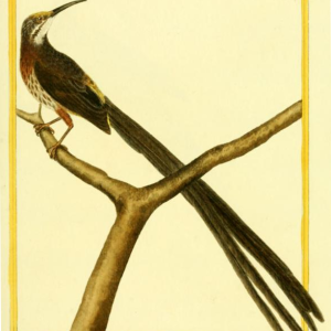 Cape Sugarbird