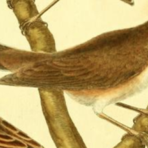 Chiff Chaff