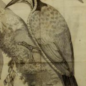 Common Flameback