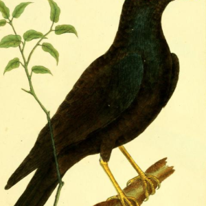 Common Hill Myna