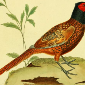 Common Pheasant