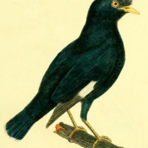 Crested Myna
