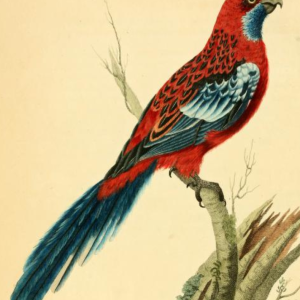 Crimson Rosella