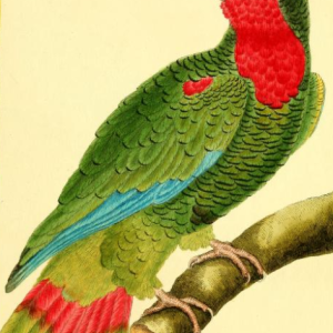 Cuban Amazon