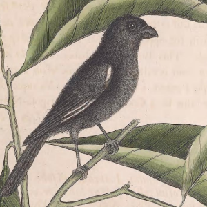 Cuban Bullfinch