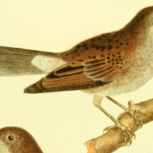 Dunnock