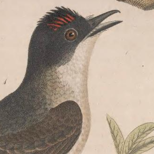 Eastern Kingbird