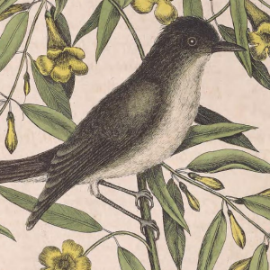 Eastern Phoebe