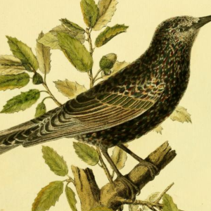 European Starling