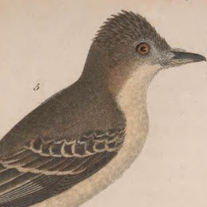 Eastern Wood Pewee