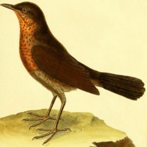 Eurasian Blackbird