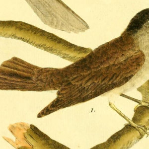 Eurasian Blackcap