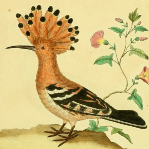 Eurasian Hoopoe 