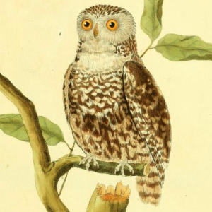 Eurasian Pygmy Owl