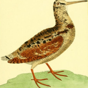 Eurasian Woodcock 