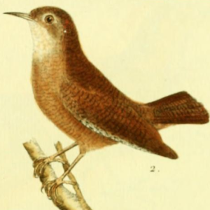 Eurasian Wren