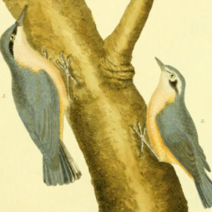 European Nuthatch
