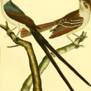 Fork-tailed Flycatcher