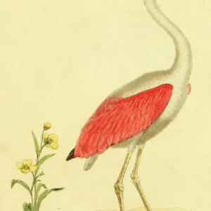 Flamingo