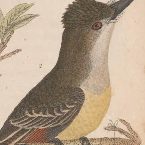 Great Crested Flycatcher