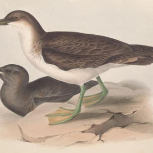 Greater Shearwater