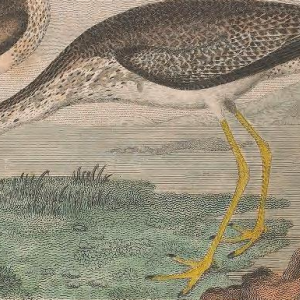 Greater Yellowlegs